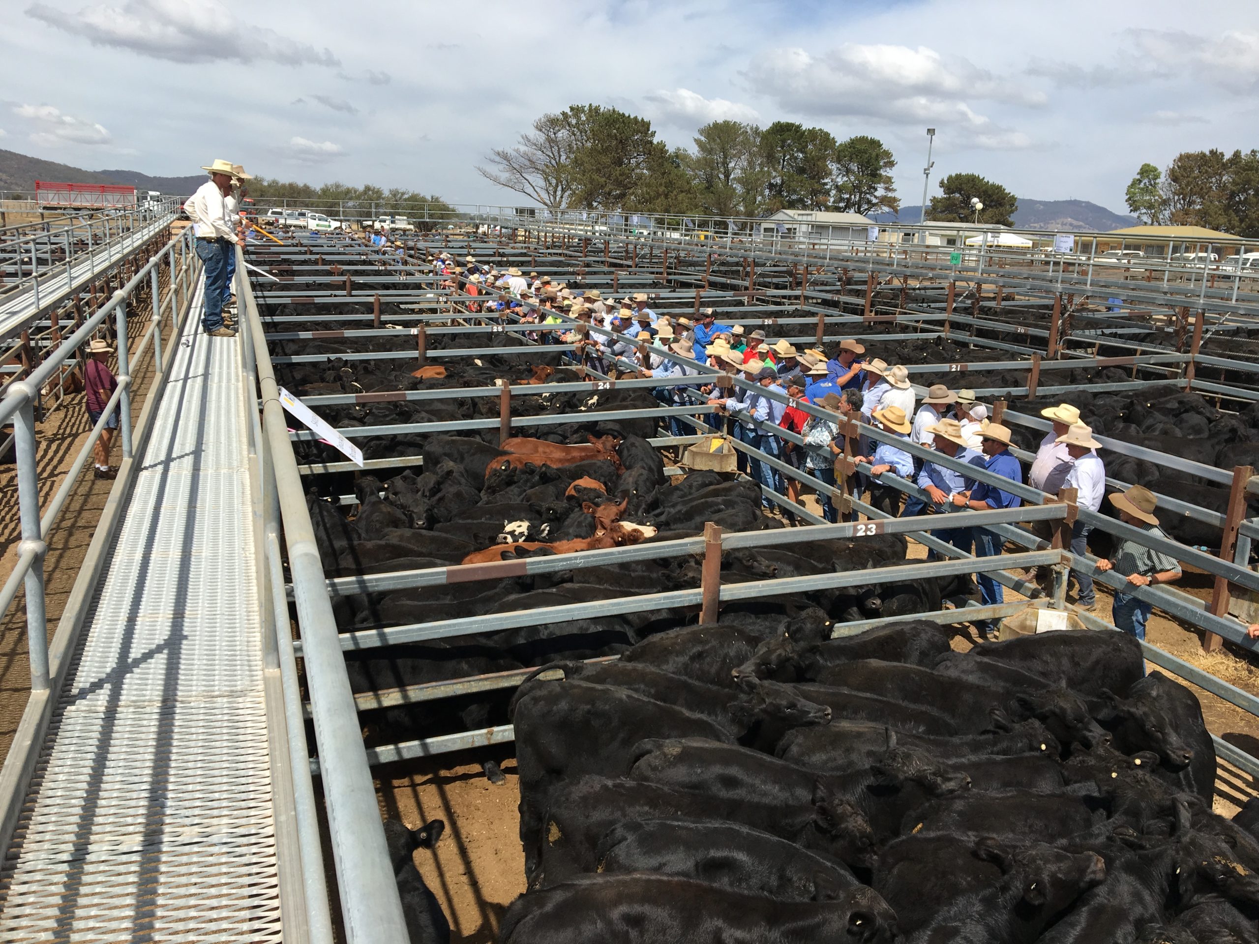 Prime Cattle Sales Tenterfield Shire Council