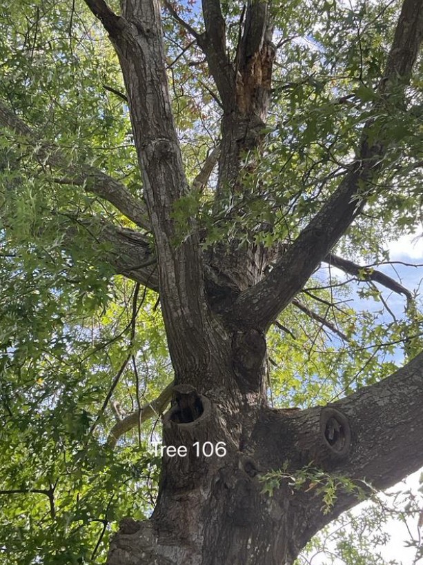 Tree 106 Closeup