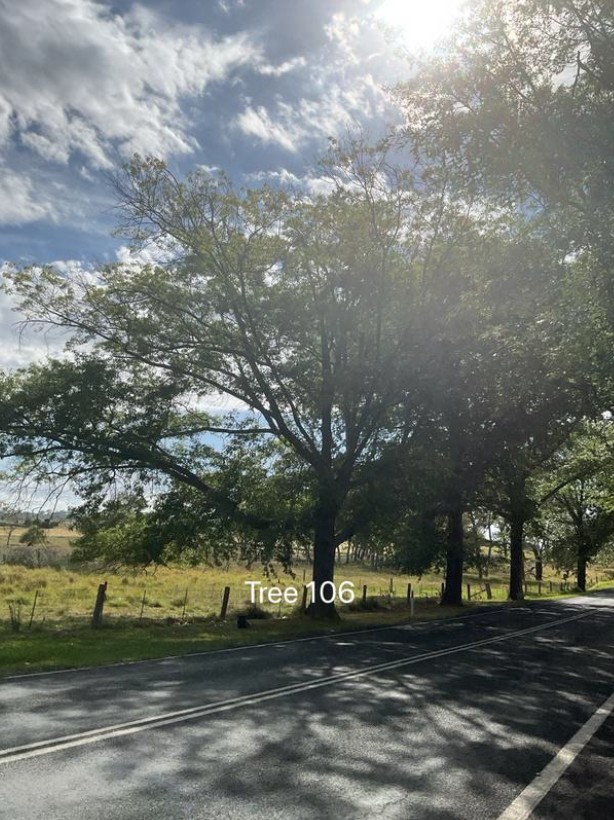Tree 106
