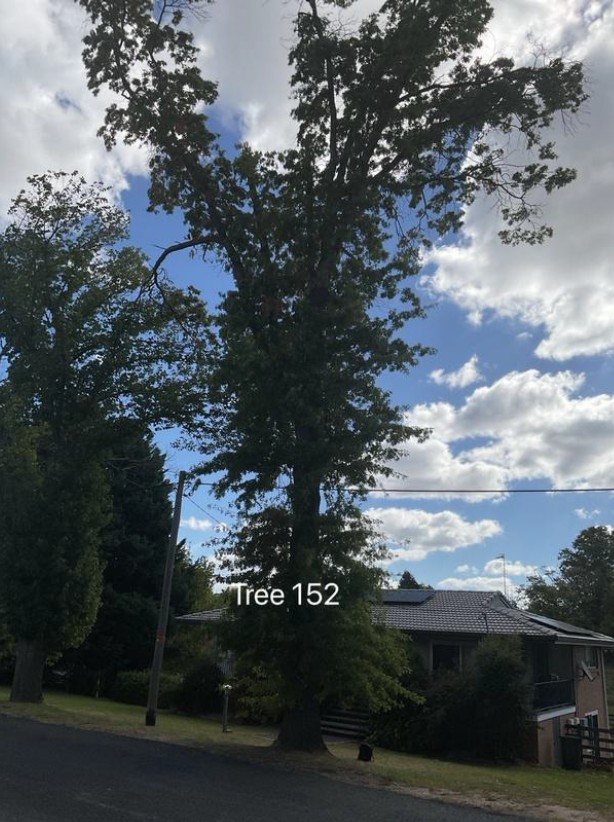 Tree 152