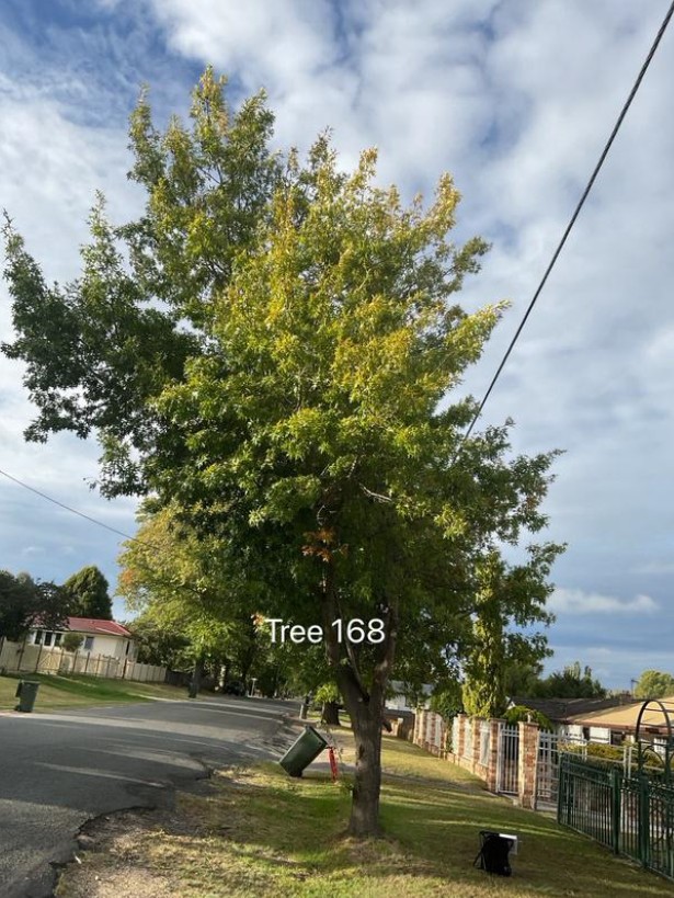 Tree 168