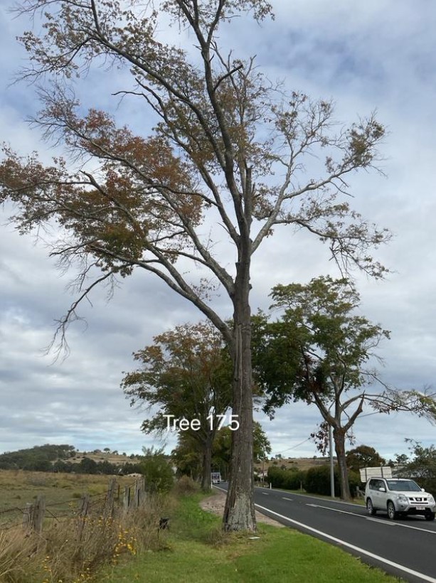 Tree 175
