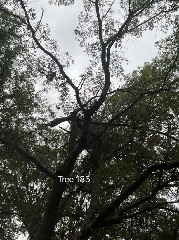 Tree 185 Dieback