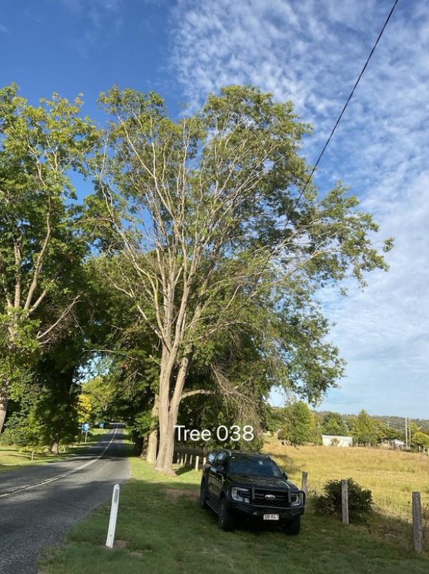 Tree 38