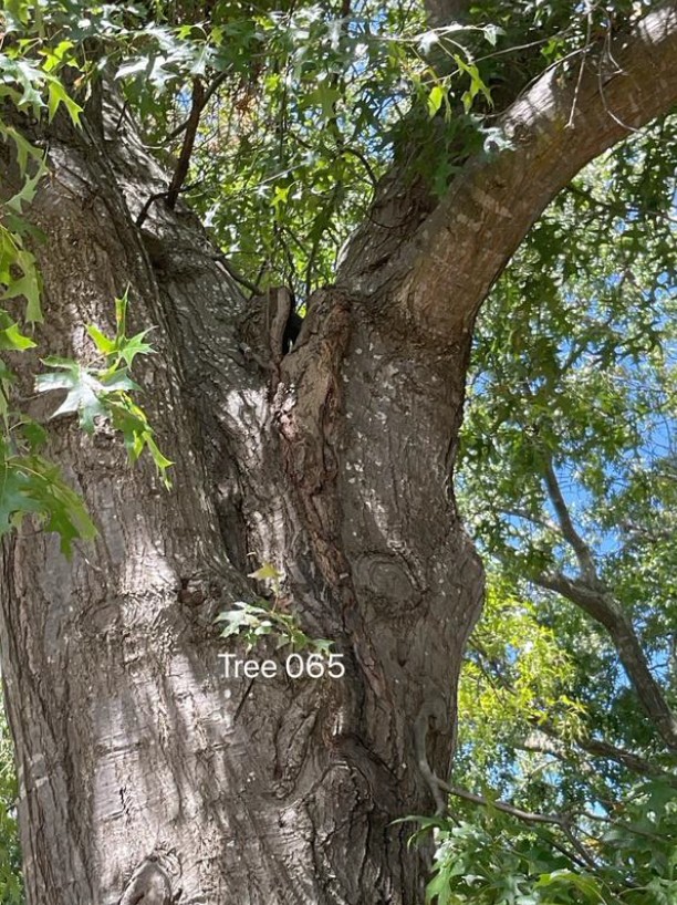 Tree 65 Closeup