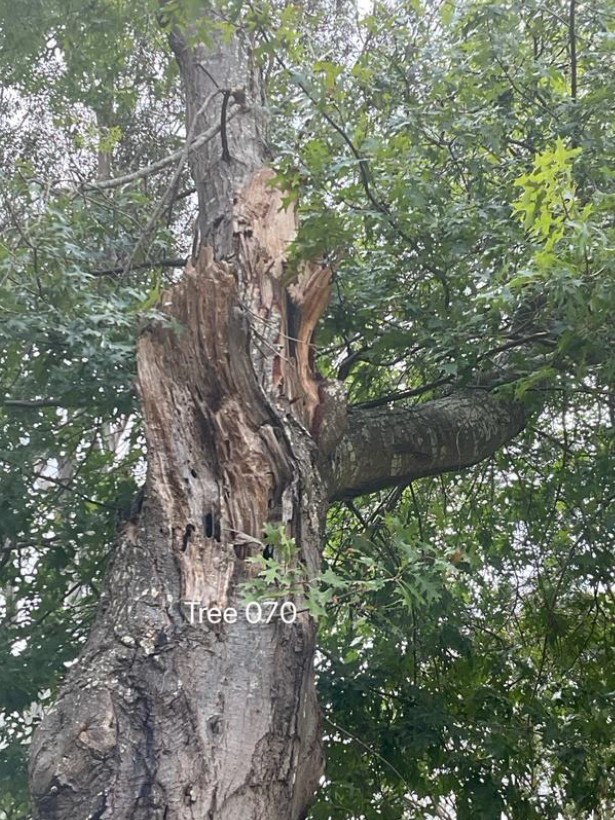 Tree 70 Closeup