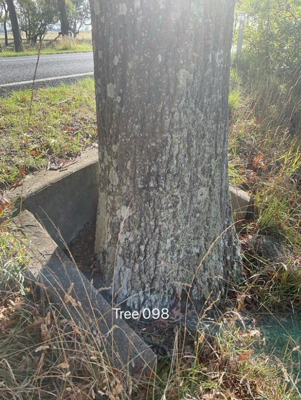 Tree 98 Trunk