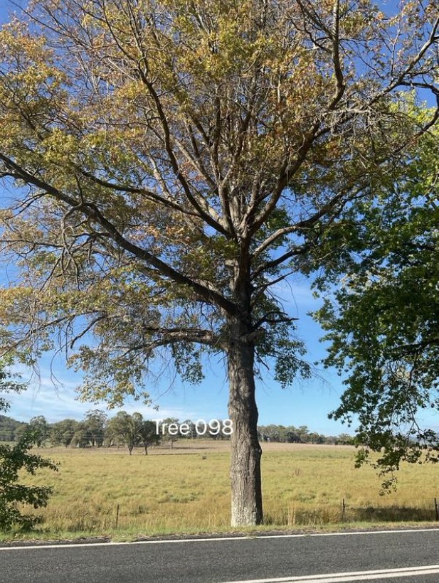 Tree 98