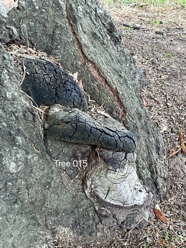 Tree Disease