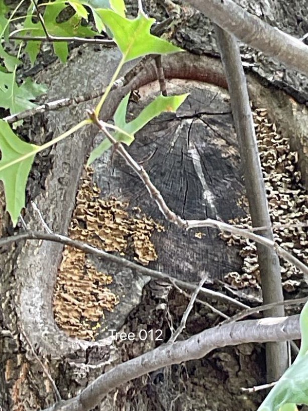 Tree Disease1