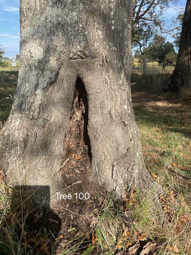 Tree Disease10