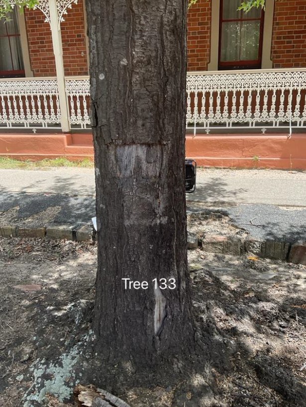 Tree Disease11