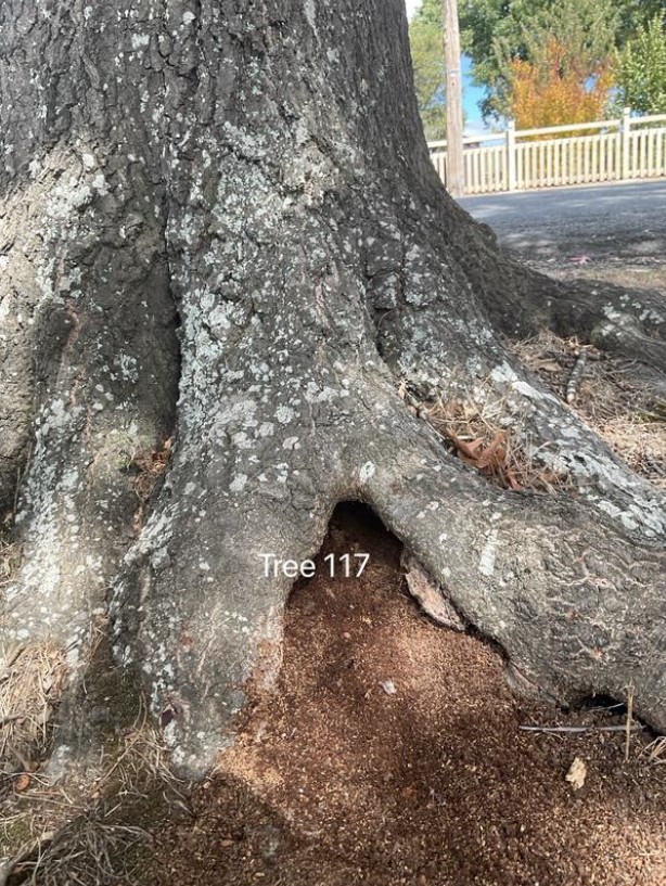 Tree Disease13