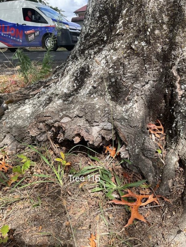 Tree Disease14