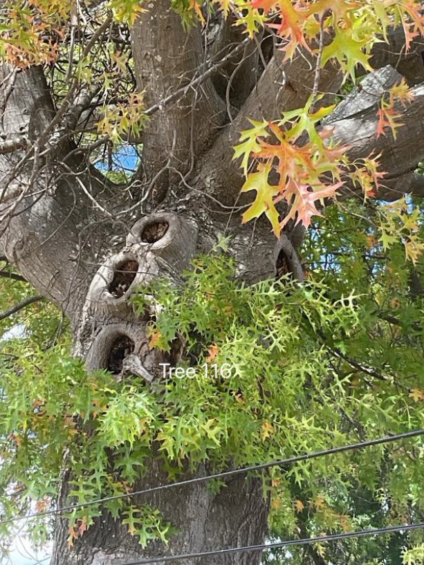 Tree Disease15