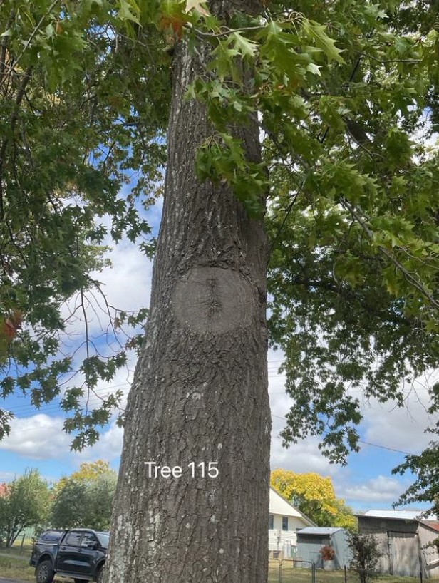 Tree Disease16