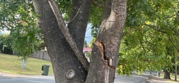 Tree Disease17