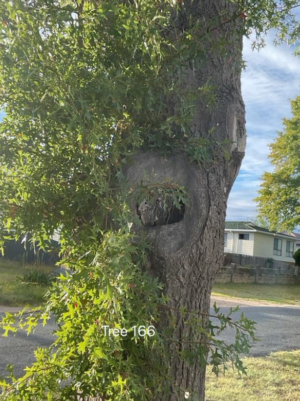 Tree Disease18