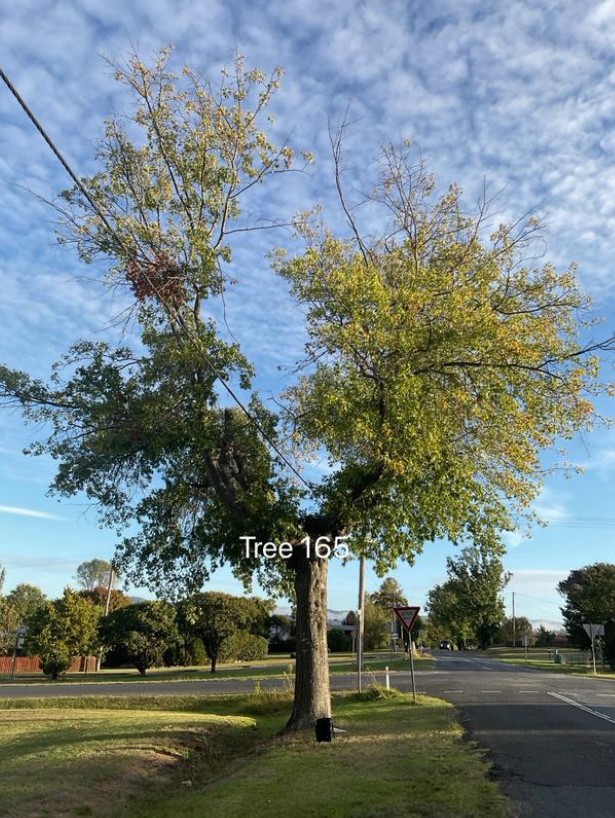 Tree Disease19