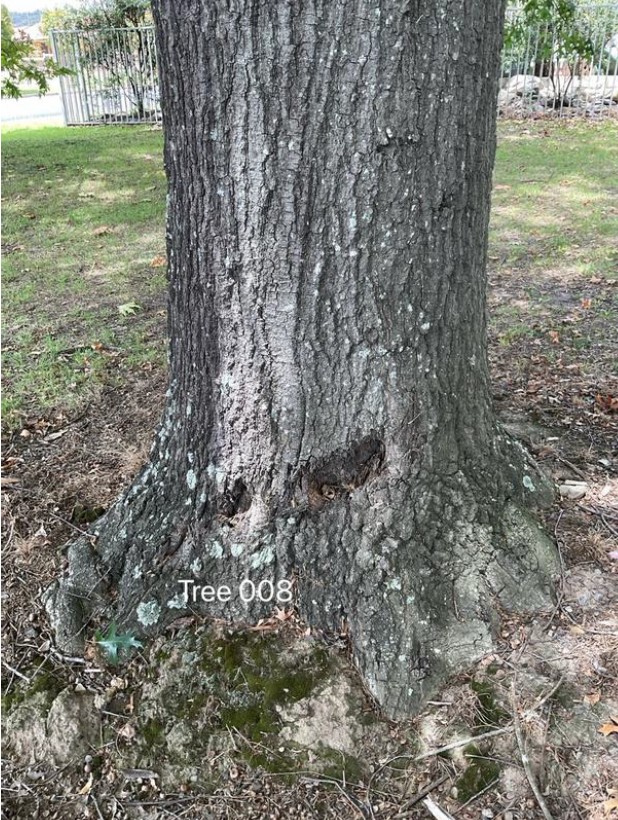 Tree Disease2