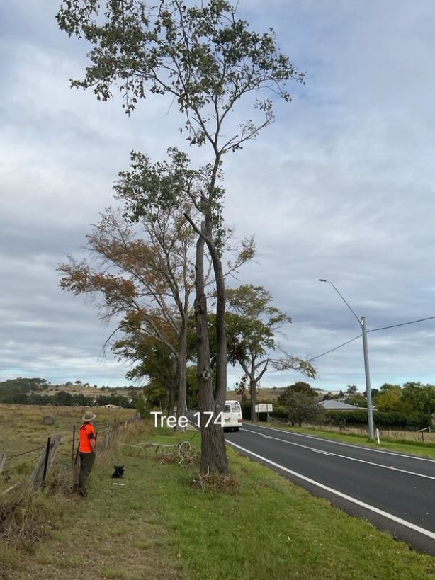 Tree Disease20