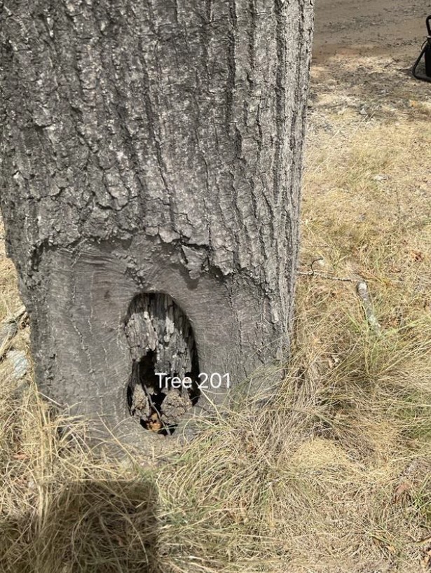 Tree Disease21
