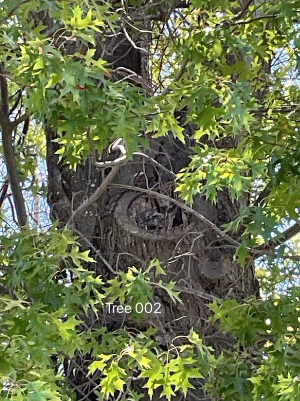 Tree Disease3