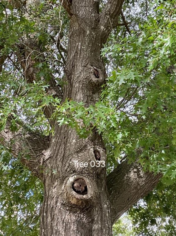 Tree Disease4