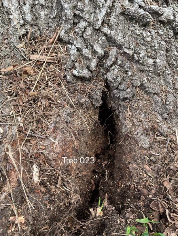 Tree Disease5
