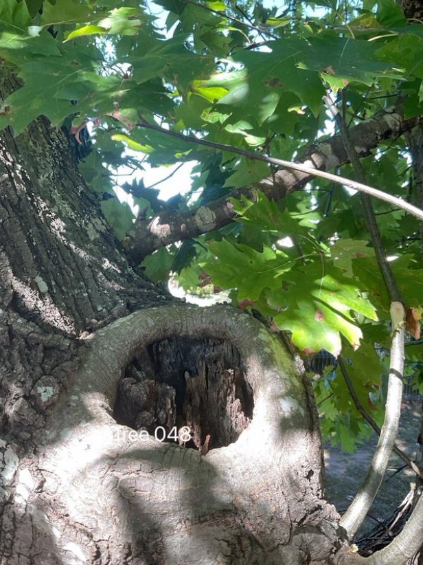 Tree Disease6