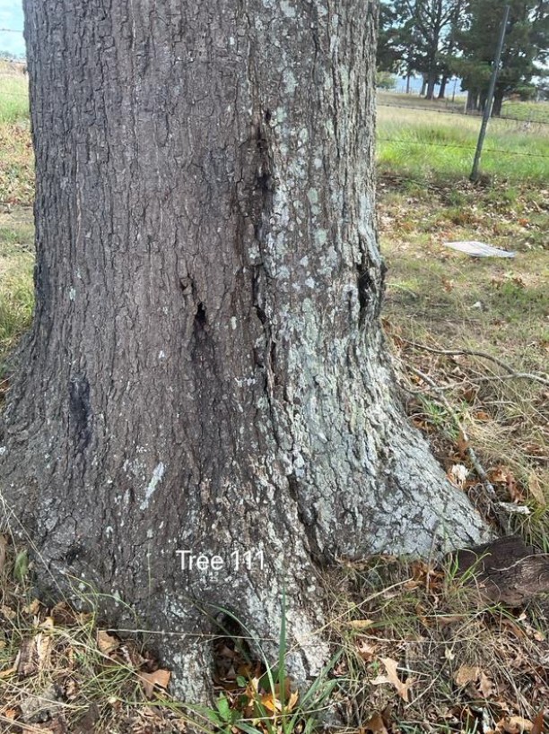 Tree Disease7