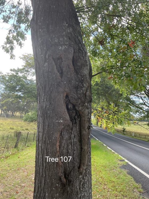 Tree Disease8