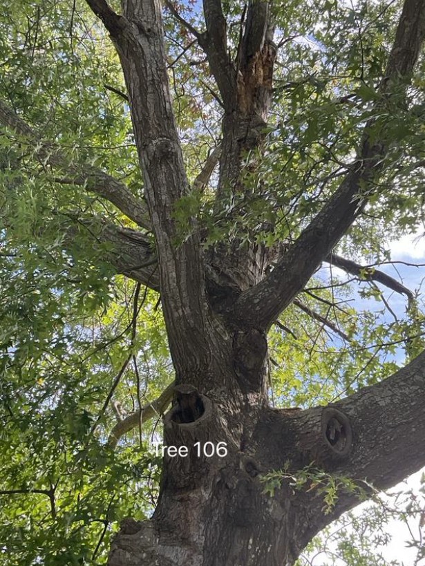 Tree Disease9