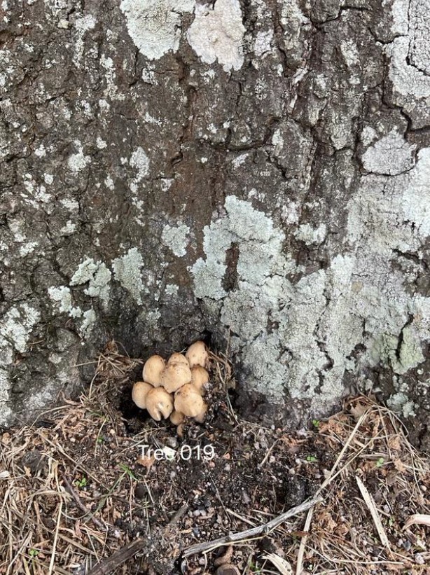 Tree Fungus