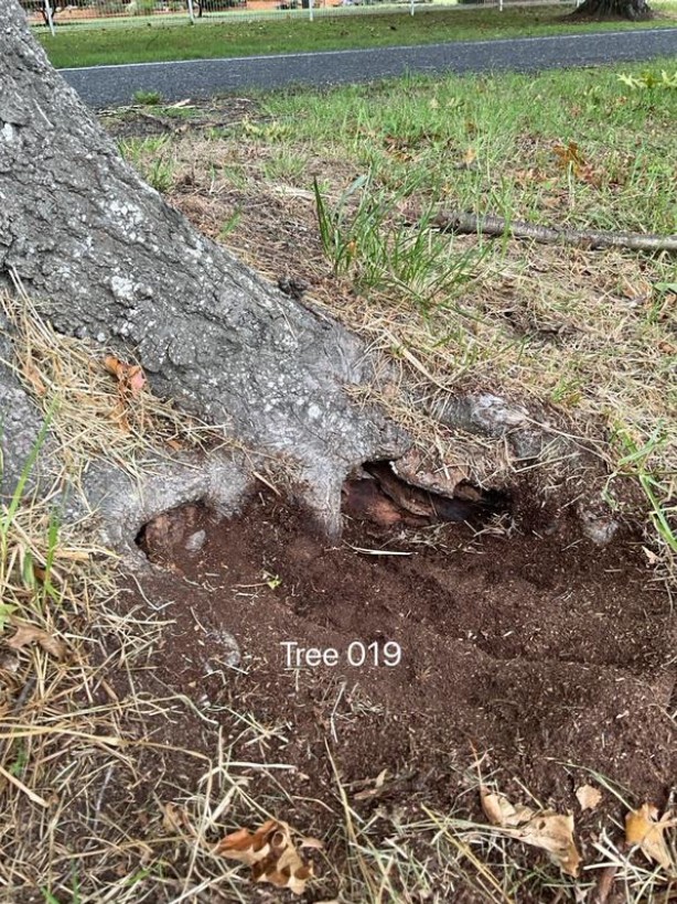 Tree Root Issue
